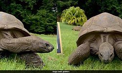 194-year-old tortoise Jonathan becomes world's oldest known land animal