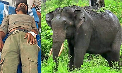 Forest watcher injured in wild elephant attack near Bhadra backwaters