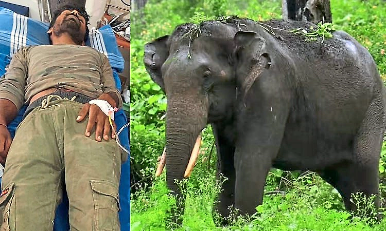 Forest watcher injured in wild elephant attack near Bhadra backwaters