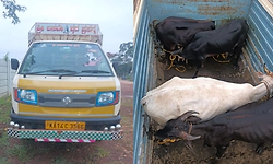 ಆನಂದಪುರ: ಅಕ್ರಮ ಜಾನುವಾರು ಸಾಗಾಟ ಜಾಲ ಪತ್ತೆ; ವಾಹನ ಸಮೇತ ಇಬ್ಬರು ಆರೋಪಿಗಳ ಬಂಧನ!