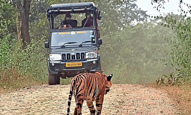 ಬಂಡೀಪುರ: ರಾತ್ರಿ ಸಂಚಾರ ನಿಷೇಧ ಬಗ್ಗೆ ಕರ್ನಾಟಕ-ಕೇರಳ ಮಾತುಕತೆ?
