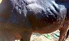 LSD: Lumpy skin disease reappears among cattle in Parkala