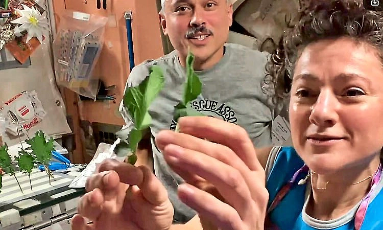 NASA astronaut Anil Menon grows kale and mustard greens in space