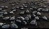 55 baby turtles die on Florida beach after artificial lights lead them away from ocean