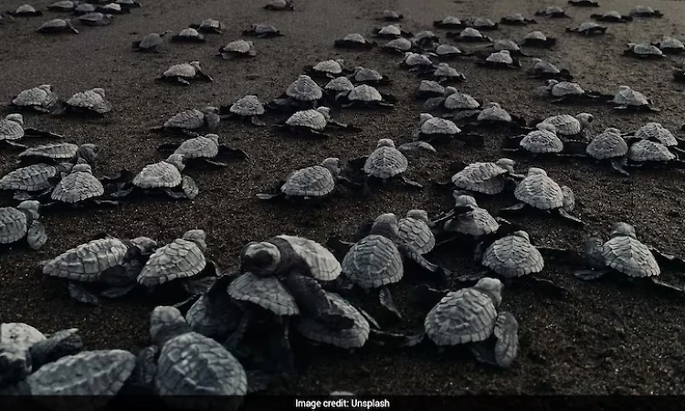 55 baby turtles die on Florida beach after artificial lights lead them away from ocean
