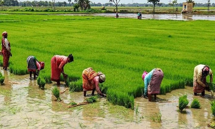 ಬಿತ್ತನೆ ಗುರಿ ತಲುಪುವಲ್ಲಿ ಕೃಷಿ ಇಲಾಖೆ ವಿಫಲ