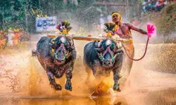 Kambala faces major delay despite 24-hour completion rule