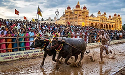 ದಸರೆಗೆ ಹೊಸ ಮೆರುಗು ನೀಡಿದ ಕಂಬಳ ಕೋಣಗಳ ಅಬ್ಬರದ ಓಟಕ್ಕೆ ಮನಸೋತ ಮೈಸೂರಿಗರು