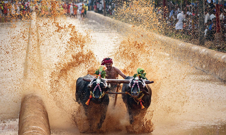 ಮೈಸೂರು ದಸರಾ ಎಷ್ಟೊಂದು ಸುಂದರ! ದಸರೆಯಲ್ಲಿ ವಿಭಿನ್ನ ಸಂಸ್ಕೃತಿಗಳ ಸಂಗಮ