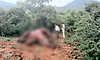 ಮಲೆ ಮಹದೇಶ್ವರ ವನ್ಯಧಾಮದಲ್ಲಿ ಗಂಡಾನೆ ಸಾವು: ಸ್ವಾಭಾವಿಕ ಮರಣ ಎಂದ ಇಲಾಖೆ!