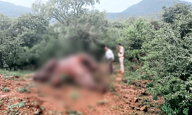 ಮಲೆ ಮಹದೇಶ್ವರ ವನ್ಯಧಾಮದಲ್ಲಿ ಗಂಡಾನೆ ಸಾವು: ಸ್ವಾಭಾವಿಕ ಮರಣ ಎಂದ ಇಲಾಖೆ!