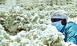 ಬರ: ಕೈಕೊಟ್ಟ ಬಿಳಿ ಬಂಗಾರ, ಹತ್ತಿ ಬೆಳೆಗಾರರು ಕಂಗಾಲು!