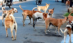 ಕಾಲೇಜುಗಳಲ್ಲಿ ಬೀದಿನಾಯಿ ಹಾವಳಿಗೆ ಬ್ರೇಕ್‌  