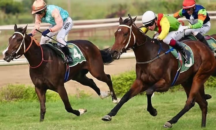 Karnataka moves to allow online horse-race betting