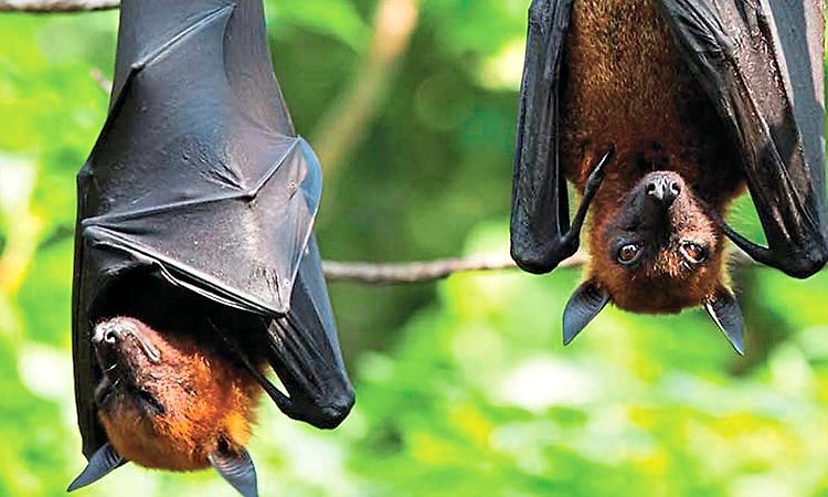 Dharwad: ಬಾವುಲಿ ವಾಸದ ಕಥೆಯೇ ಭಾವುಕ