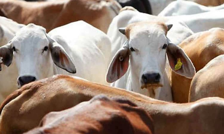  Winter Assembly Session: ಗೋಶಾಲೆ ನಿರ್ವಹಣೆ ಪ್ರಸ್ತಾವನೆ ಪರಿಶೀಲನೆೆ: ಸಚಿವ