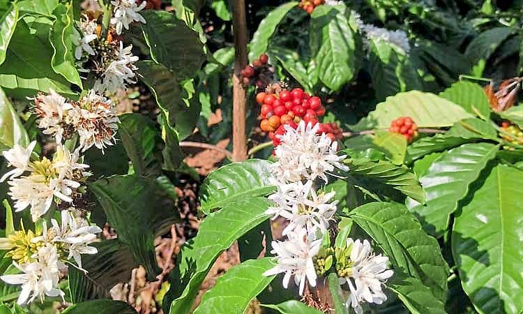 Chikkamagaluru: ಹವಾಮಾನ ವೈಪರಿತ್ಯಕ್ಕೆ ಕಾಫಿ ಬೆಳೆಗಾರರು ಕಂಗಾಲು