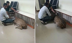 Deer enters DCC Bank branch in Shivamogga, rescued by forest officials