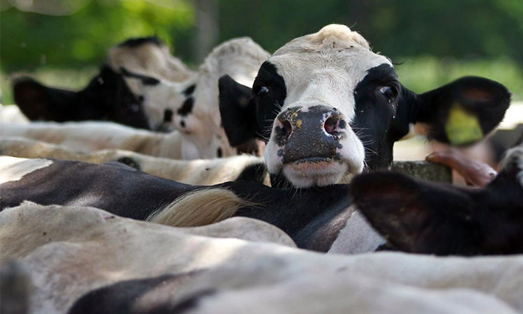 Kollur: ಅಕ್ರಮ ಸಾಗಾಟದ ವೇಳೆ ದನ ಸಾವು