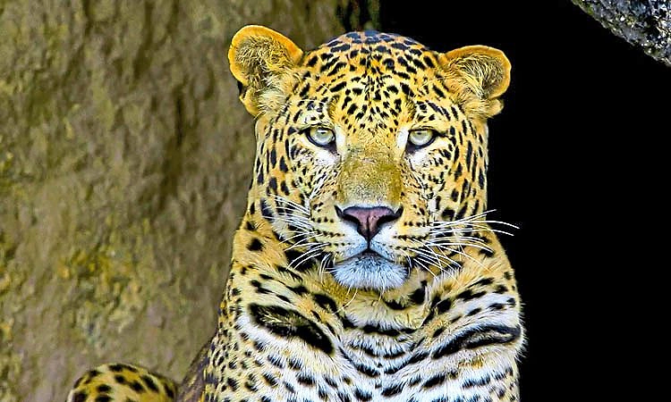 ಬೆಳ್ತಂಗಡಿಯಲ್ಲಿ ನಿಲ್ಲದ ಚಿರತೆ ಓಡಾಟ; ಜನರಲ್ಲಿ ಹೆಚ್ಚಿದ ಆತಂಕ