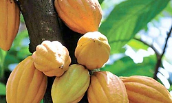 ಬೇಡಿಕೆ ಇದ್ದರೂ ಏರಿಕೆ ಕಾಣದ ಕೊಕ್ಕೋ ಧಾರಣೆ