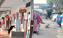 Mangaluru: ಸೆಂಟ್ರಲ್‌ ರೈಲು ನಿಲ್ದಾಣದಲ್ಲಿ ಬೀದಿನಾಯಿಗಳ ಹಾವಳಿ