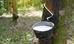 Rubber prices rise amid falling production in coastal Karnataka