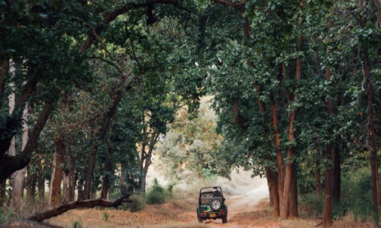 Karnataka minister orders safari resumption from Feb 21 with strict curbs