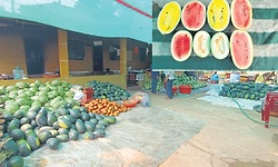 Katapady: ಕೋಟೆ ಮಟ್ಟು ಗದ್ದೆಯಲ್ಲಿ 5 ತಳಿ ಕಲ್ಲಂಗಡಿ!