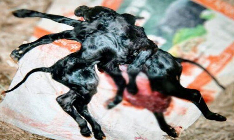 ರಬಕವಿ-ಬನಹಟ್ಟಿ: 8 ಕಾಲು, 3ಕಿವಿ, 2 ತಲೆ, 1 ಮುಖದ ಕುರಿ ಜನನ!