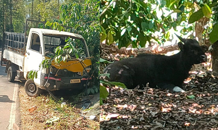 ಮಡಿಕೇರಿ: ಕಾಡುಕೋಣ ಡಿಕ್ಕಿಯಾಗಿ ಗೂಡ್ಸ್ ಆಟೋ ಪಲ್ಟಿ: ಚಾಲಕ, ಕಾರ್ಮಿಕ, ಕಾಡುಕೋಣಕ್ಕೂ ಗಾಯ