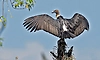 Endangered white-rumped vultures released into Assam forest in conservation milestone