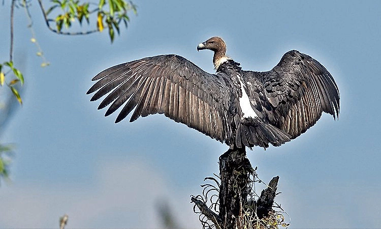 Endangered white-rumped vultures released into Assam forest in conservation milestone