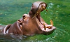 Veterinary doctor killed in hippopotamus attack in Karnataka zoo, inquiry ordered