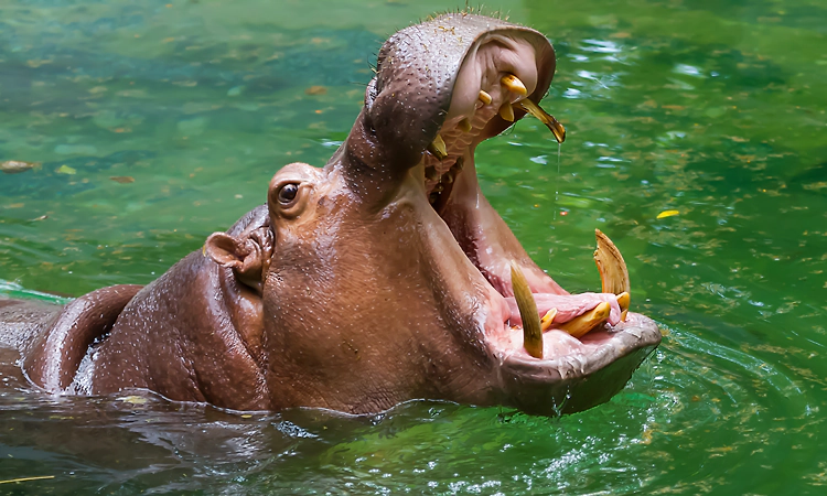 Veterinary doctor killed in hippopotamus attack in Karnataka zoo, inquiry ordered