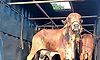 14 cattle rescued in illegal transport case in Bhatkal; one arrested