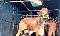 14 cattle rescued in illegal transport case in Bhatkal; one arrested