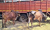 Police raid illegal cattle holding site in Bhatkal; 9 animals rescued, one arrested