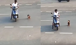 Viral Video: ಕಾಲು ಕಳೆದುಕೊಂಡ ನಾಯಿಗೆ ರಸ್ತೆ ದಾಟಲು ನೆರವಾದ ವ್ಯಕ್ತಿ