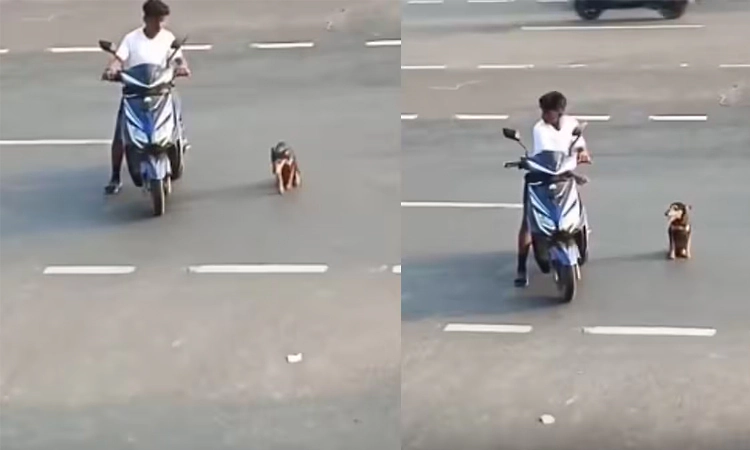 Viral Video: ಕಾಲು ಕಳೆದುಕೊಂಡ ನಾಯಿಗೆ ರಸ್ತೆ ದಾಟಲು ನೆರವಾದ ವ್ಯಕ್ತಿ