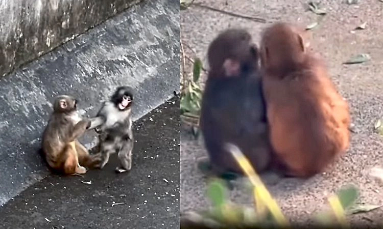 ಬೇಬಿ ಮಂಕಿ 'ಪಂಚ್‌'ಗೆ ಸಿಕ್ಕಳು ಗೆಳತಿ: ಸೋಶಿಯಲ್ ಮೀಡಿಯಾದಲ್ಲಿ ಹೊಸ 'ಲವ್ ಸ್ಟೋರಿ' ಹವಾ!