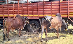 ಭಟ್ಕಳ: ಅಕ್ರಮ ಜಾನುವಾರು ಅಡ್ಡೆ ಮೇಲೆ ಪೊಲೀಸ್ ದಾಳಿ; 9 ಜಾನುವಾರುಗಳ ರಕ್ಷಣೆ;  ಓರ್ವನ ಬಂಧನ