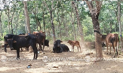 Uppinangady: ನಾಲ್ವರು ಸಹೋದರಿಯರ ಅಪರೂಪದ ಗೋ ಪ್ರೇಮ
