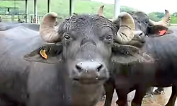 Haveri; ಶಾರ್ಟ್‌ ಸರ್ಕ್ಯೂಟ್‌: ಹಾವೇರಿಯಲ್ಲಿ 12 ಎಮ್ಮೆ ಸಜೀವ ದಹನ