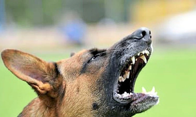 ಚಿಕ್ಕಮಗಳೂರು: 7 ವರ್ಷದ ಬಾಲಕನ ಮೇಲೆ ಸಾಕು ನಾಯಿಗಳ ಡೆಡ್ಲಿ ಅಟ್ಯಾಕ್‌!