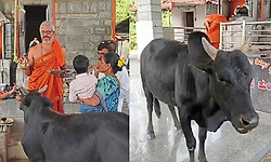 ಕೊಟ್ಟಿಗೆಹಾರ: ಇದು ನಿತ್ಯದ ಕಾಯಕ-ದೇವಾಲಯಕ್ಕೆ ಬಂದು ತೀರ್ಥ-ಪ್ರಸಾದ ಸ್ವೀಕರಿಸುವ ಬಸವ