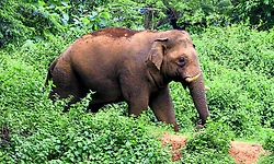 Ramanagara: ಸುಣ್ಣಘಟ್ಟ ಬಳಿ ಕಂಡ 3 ಕಾಡಾನೆ ಮತ್ತೆ ಕಾಡಿಗೆ