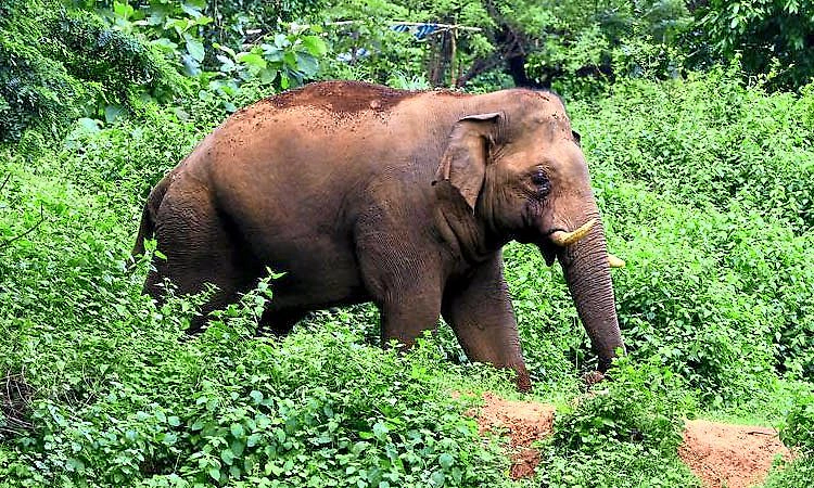 Ramanagara: ಸುಣ್ಣಘಟ್ಟ ಬಳಿ ಕಂಡ 3 ಕಾಡಾನೆ ಮತ್ತೆ ಕಾಡಿಗೆ