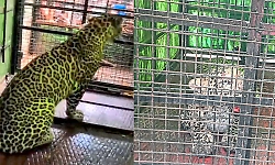 Leopard trapped in cage near Yelandur, farmers heave sigh of relief