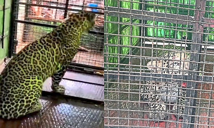 Leopard trapped in cage near Yelandur, farmers heave sigh of relief